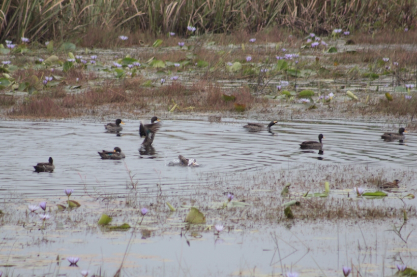 Yellow-billed ducks in pond.