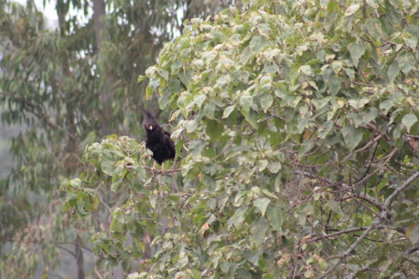Long-crested eagle in tree.