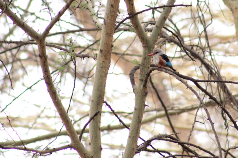 Grey-headed kingfisher in acacia tree.
