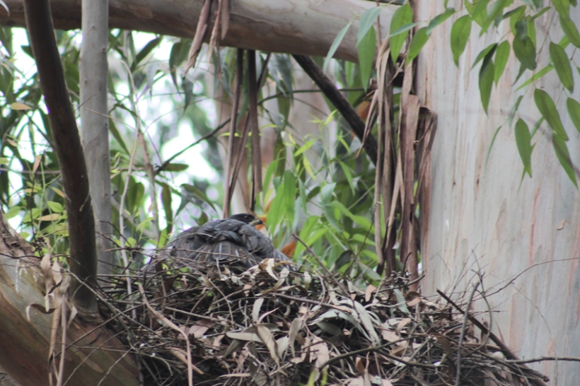 Great Sparrowhawk protecting its nest.