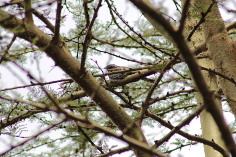 Eurasian nightjar in tree.