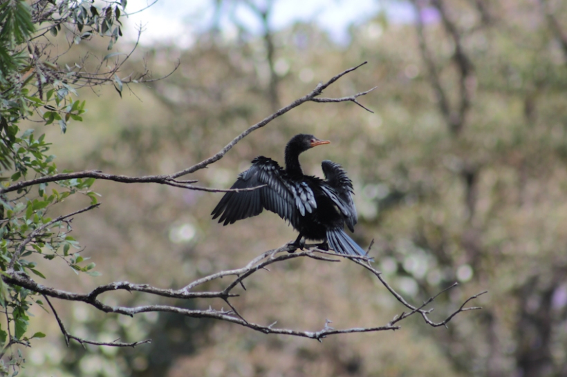 Reed cormorant drying its feathers.