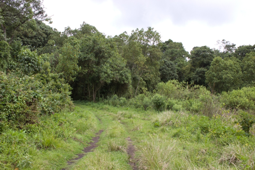 Eburu Forest, Kenya.