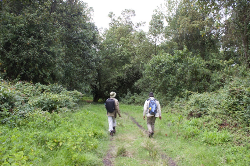 Hikers in Eburu Forest, Kenya.